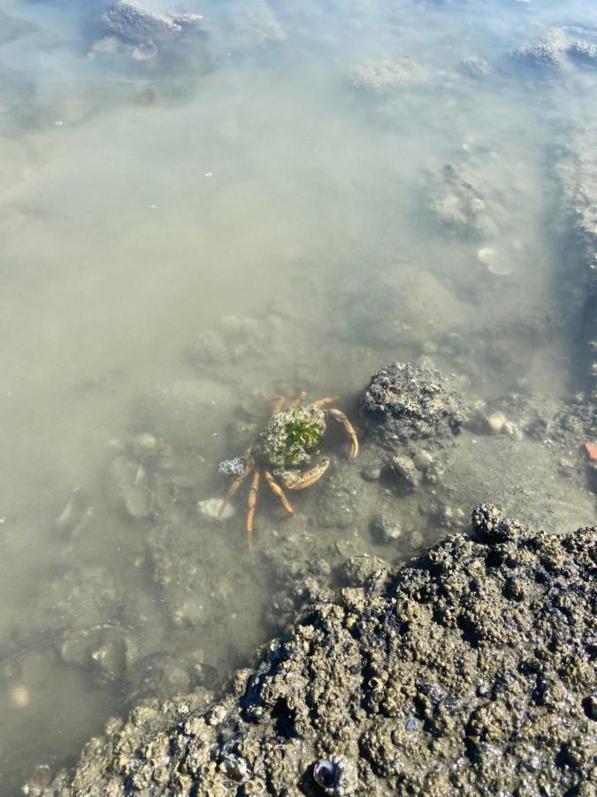 Wierums Huske Aan De Waddenzee Unesco Werelderfgoed Esterno foto